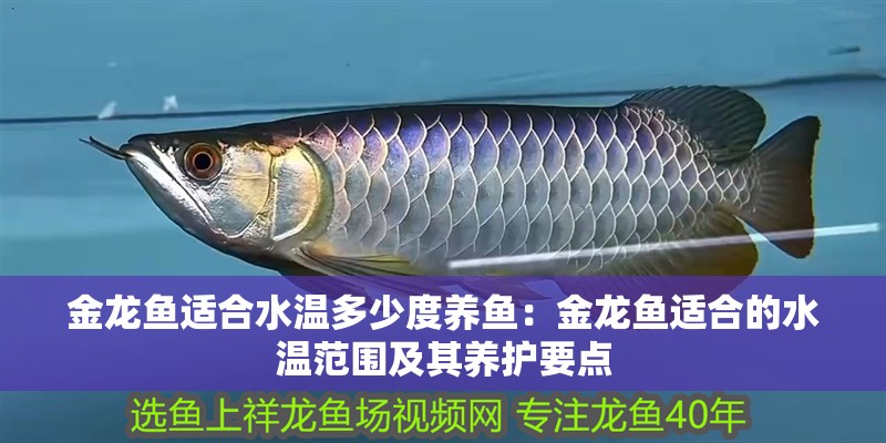 金龍魚適合水溫多少度養(yǎng)魚：金龍魚適合的水溫范圍及其養(yǎng)護要點