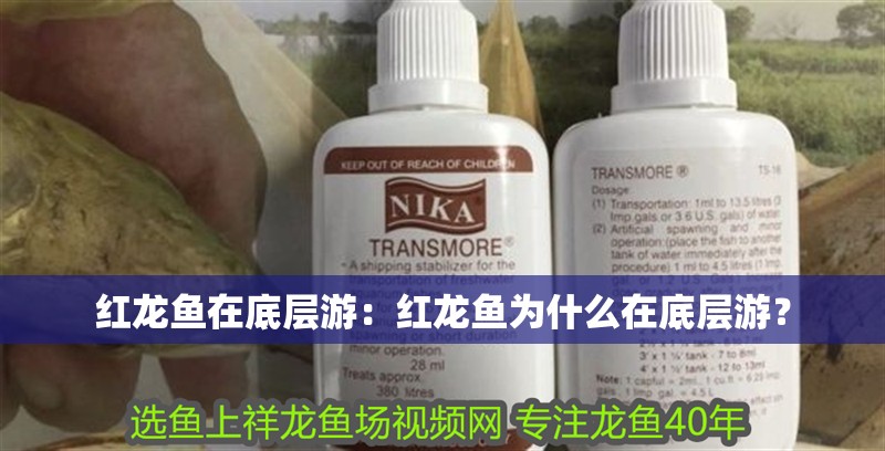 紅龍魚在底層游：紅龍魚為什么在底層游？ 紅龍魚在底層游：紅龍魚為什么在底層游？ 龍魚百科