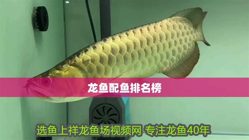 龍魚配魚排名榜