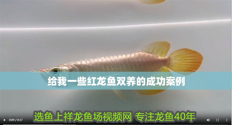 給我一些紅龍魚雙養的成功案例