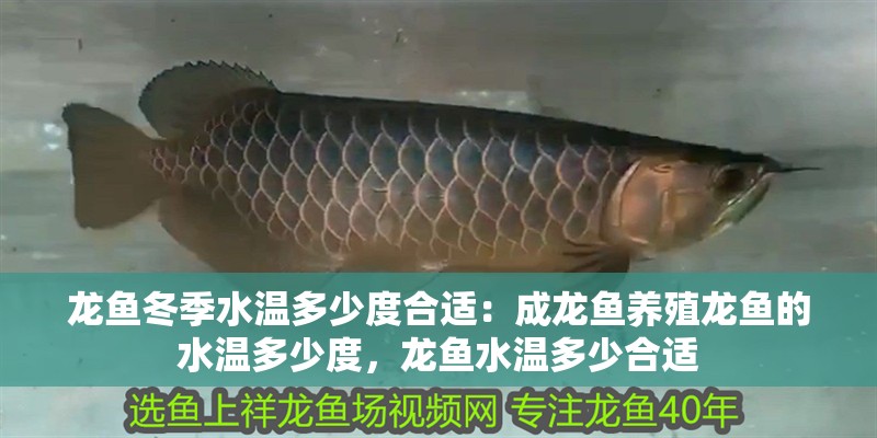 龍魚冬季水溫多少度合適：成龍魚養(yǎng)殖龍魚的水溫多少度，龍魚水溫多少合適