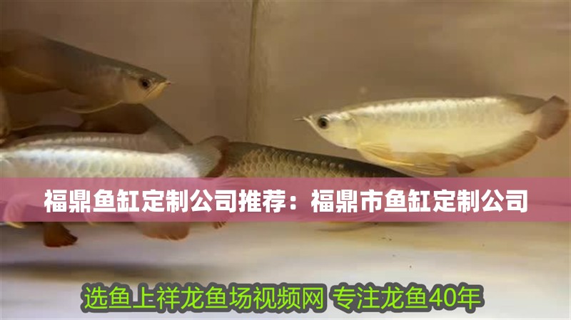 福鼎魚缸定制公司推薦：福鼎市魚缸定制公司