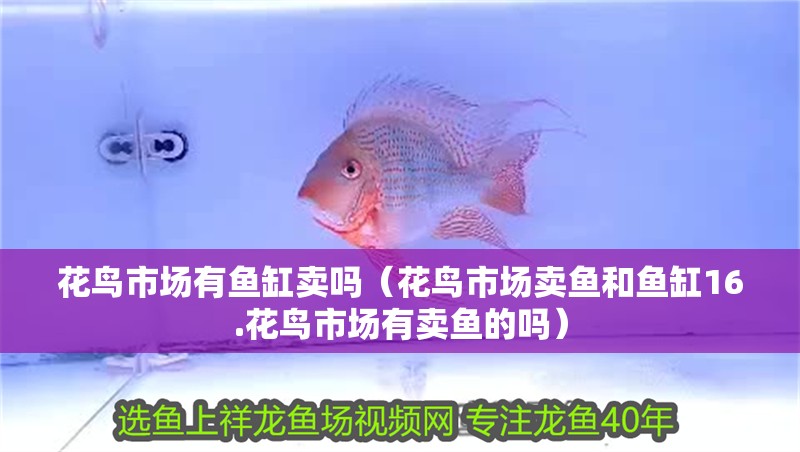 花鳥市場有魚缸賣嗎（花鳥市場賣魚和魚缸16.花鳥市場有賣魚的嗎）
