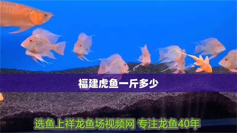 <strong><mark>福建</mark></strong>虎魚一斤多少