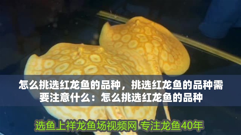 魚缸過濾器選購指南:自制魚缸過濾器魚缸上置過濾器對于養魚愛好者的必備知識 怎么挑選紅龍魚的品種,挑選紅龍魚的品種需要注意什么:怎么挑選紅龍魚的品種 龍魚百科 怎么挑選紅龍魚的品種,挑選紅龍魚的品種需要注意什么:怎么挑選紅龍魚的品種 怎么挑選紅龍魚的品種,挑選紅龍魚的品種需要注意什么:怎么挑選紅龍魚的品種 龍魚百科
