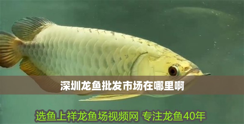 深圳龍魚批發市場在哪里啊