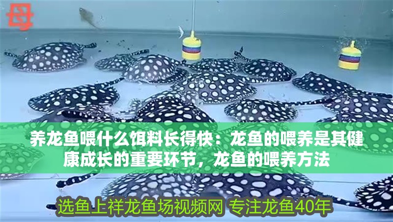 養(yǎng)龍魚喂什么餌料長得快：龍魚的喂養(yǎng)是其健康成長的重要環(huán)節(jié)，龍魚的喂養(yǎng)方法