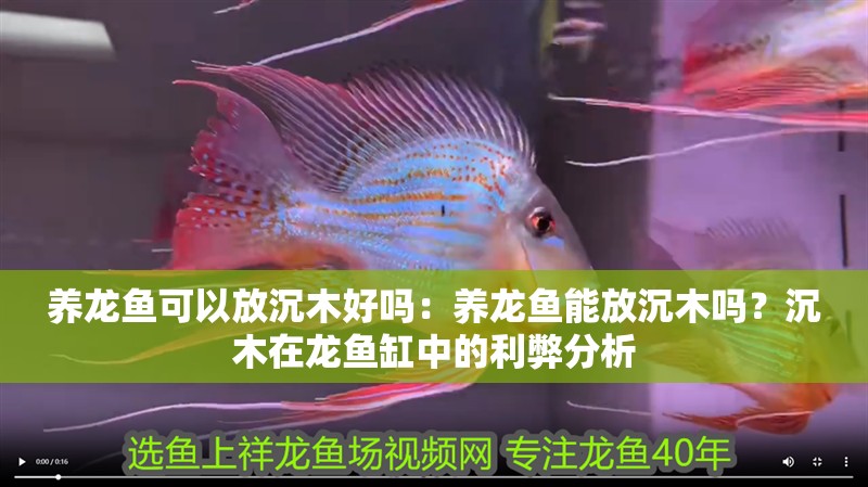 養(yǎng)龍魚可以放沉木好嗎：養(yǎng)龍魚能放沉木嗎？沉木在龍魚缸中的利弊分析