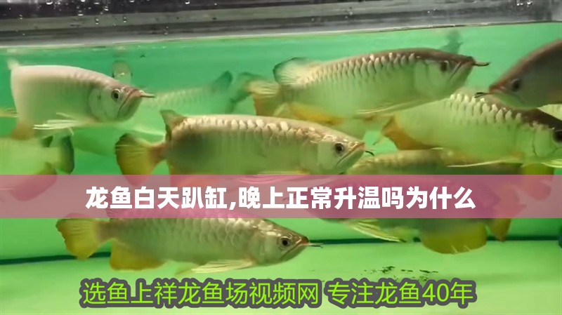 龍魚白天趴缸,晚上正常升溫嗎為什么