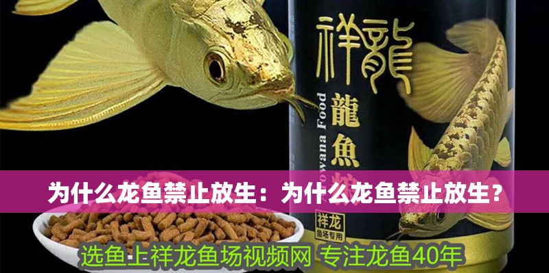 為什么龍魚禁止放生：為什么龍魚禁止放生？