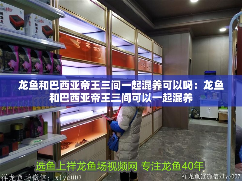 龍魚和巴西亞帝王三間一起混養可以嗎：龍魚和巴西亞帝王三間可以一起混養
