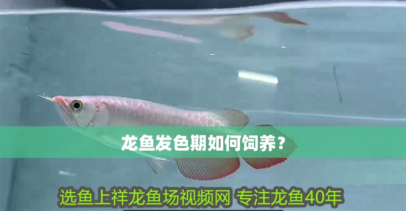 龍魚發色期如何飼養？