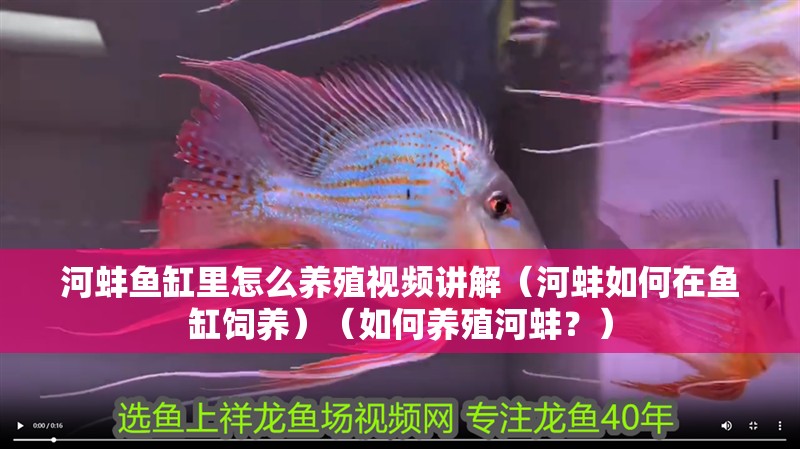 河蚌魚缸里怎么養(yǎng)殖視頻講解（河蚌如何在魚缸飼養(yǎng)）（如何養(yǎng)殖河蚌？）