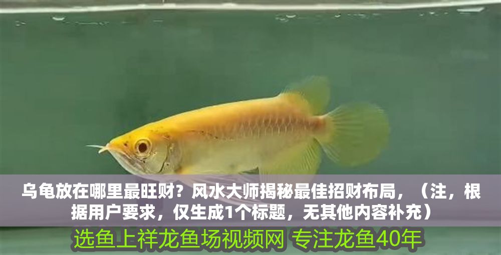烏龜放在哪里最旺財？風水大師揭秘最佳招財布局，（注，根據(jù)用戶要求，僅生成1個標題，無其他內(nèi)容補充）