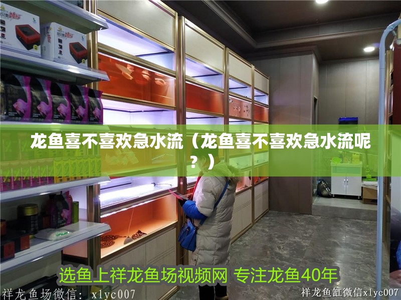 龍魚喜不喜歡急水流（龍魚喜不喜歡急水流呢？）