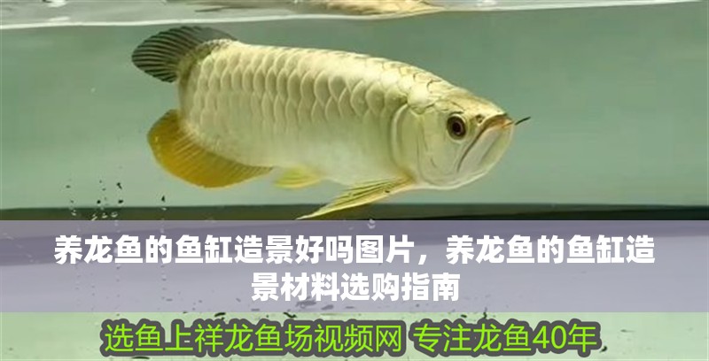 養龍魚的魚缸造景好嗎圖片，養龍魚的魚缸造景材料選購指南