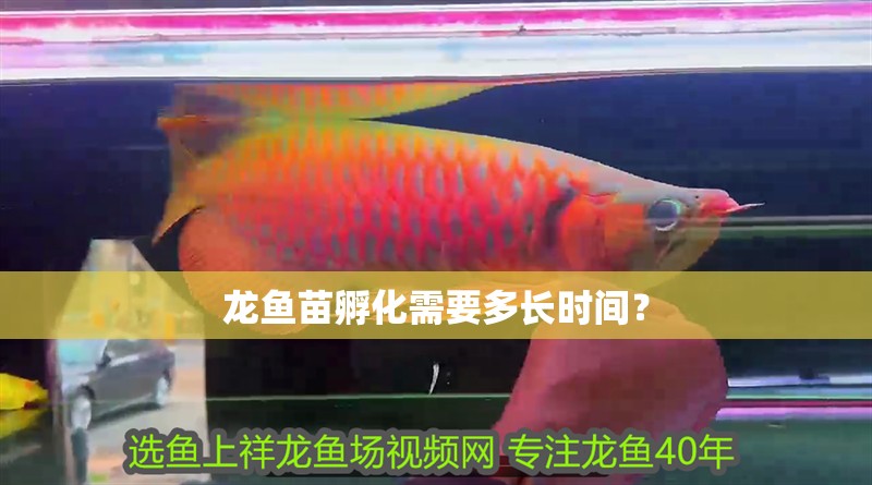 龍魚苗孵化需要多長時間？