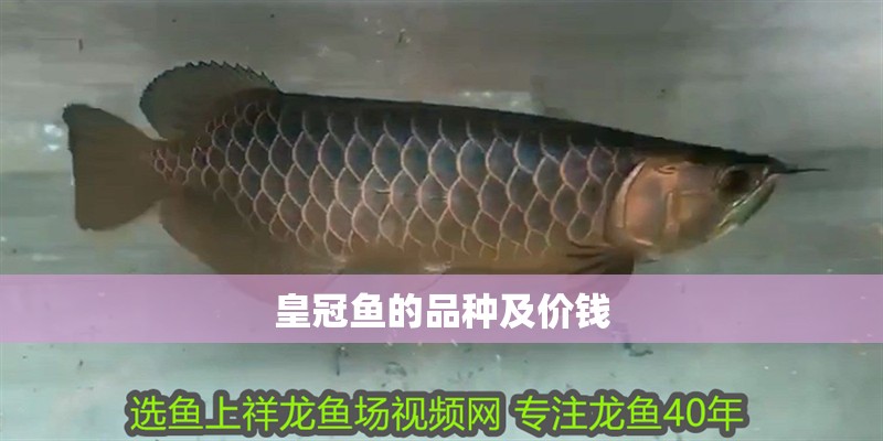 皇冠魚的品種及價錢