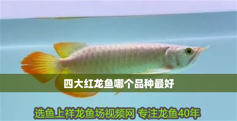 四大紅龍魚哪個品種最好