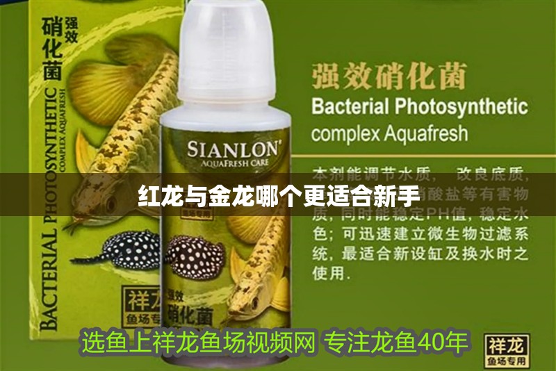 紅龍與金龍哪個更適合新手