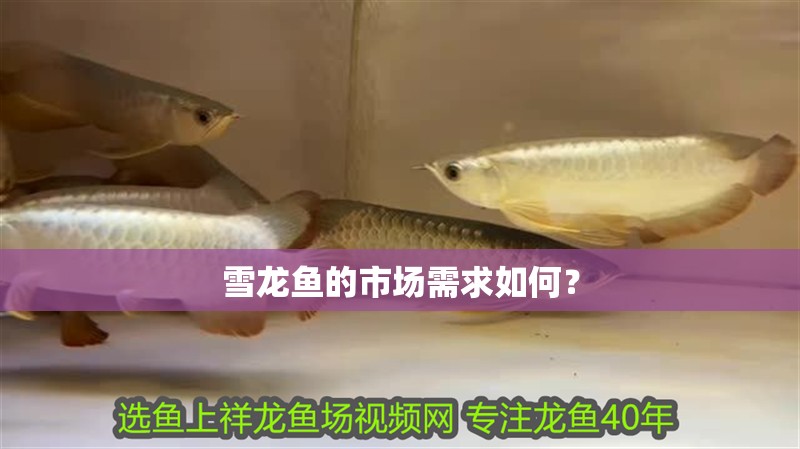 雪龍魚的市場需求如何？