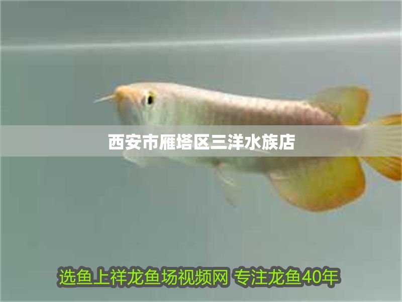<strong><mark>西安</mark></strong>市雁塔區三洋水族店