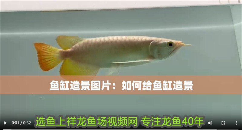 魚缸造景圖片：如何給魚缸造景