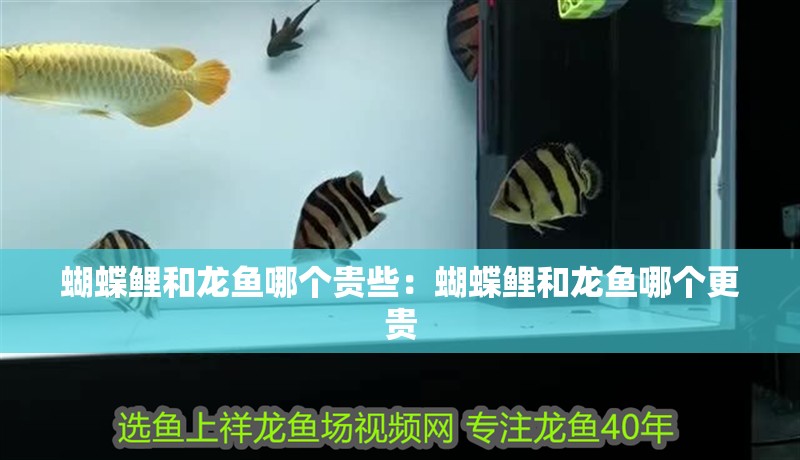 蝴蝶鯉和龍魚哪個貴些：蝴蝶鯉和龍魚哪個更貴