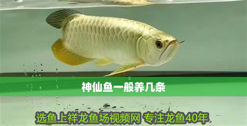 神仙魚一般養(yǎng)幾條