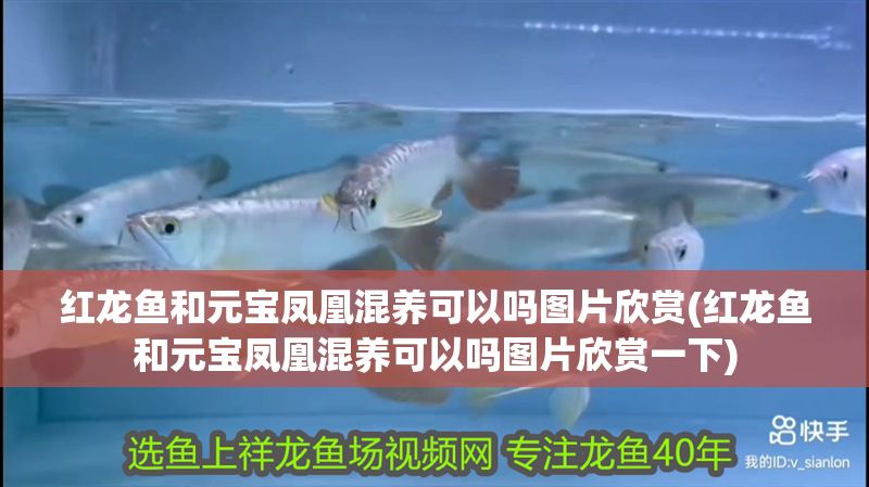 紅龍魚(yú)和元寶鳳凰混養(yǎng)可以嗎圖片欣賞(紅龍魚(yú)和元寶鳳凰混養(yǎng)可以嗎圖片欣賞一下)