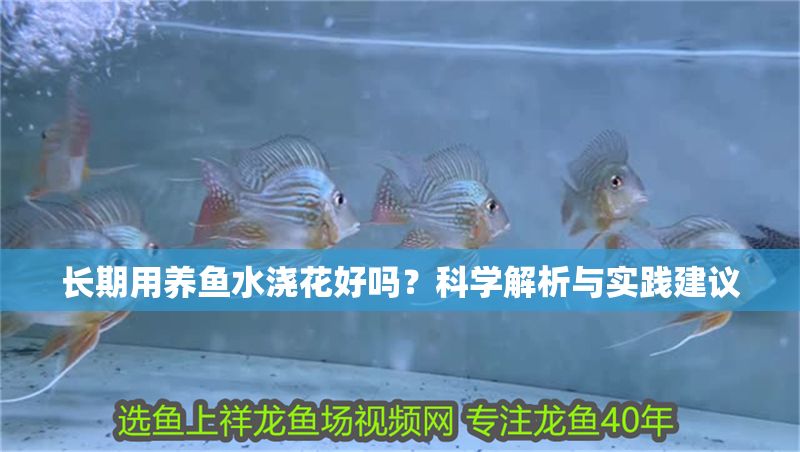 長期用養魚水澆花好嗎？科學解析與實踐建議