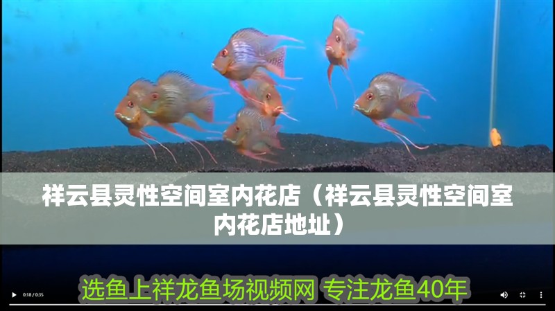 祥云縣靈性空間室內花店（祥云縣靈性空間室內花店地址）