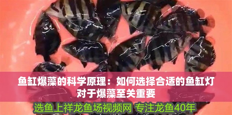 魚缸爆藻的科學原理：如何選擇合適的魚缸燈對于爆藻至關重要