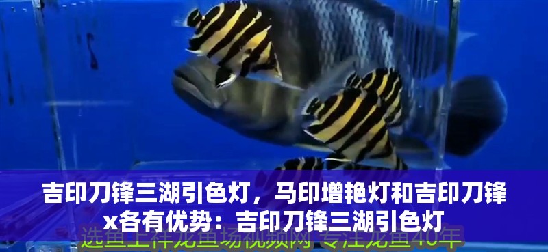 吉印刀鋒三湖引色燈，馬印增艷燈和吉印刀鋒x各有優勢：吉印刀鋒三湖引色燈