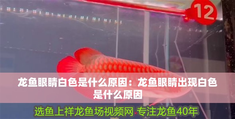 龍魚眼睛白色是什么原因：龍魚眼睛出現白色是什么原因