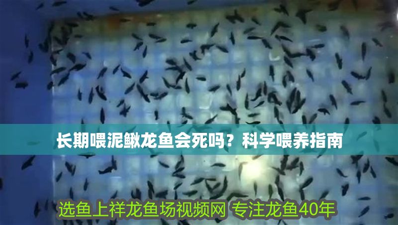 長(zhǎng)期喂泥鰍龍魚會(huì)死嗎？科學(xué)喂養(yǎng)指南