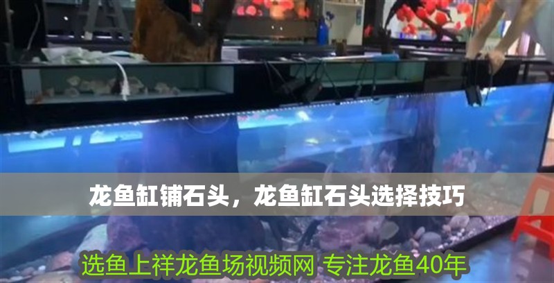 龍魚缸鋪石頭，龍魚缸石頭選擇技巧