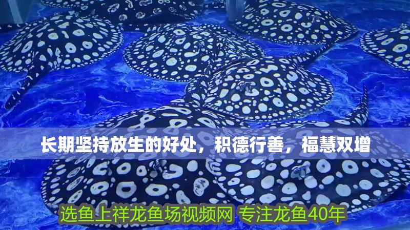 長期堅持放生的好處，積德行善，?；垭p增