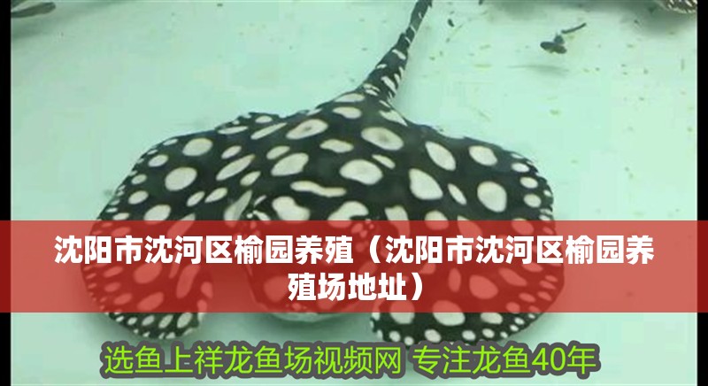 沈陽市沈河區榆園養殖（沈陽市沈河區榆園養殖場地址）