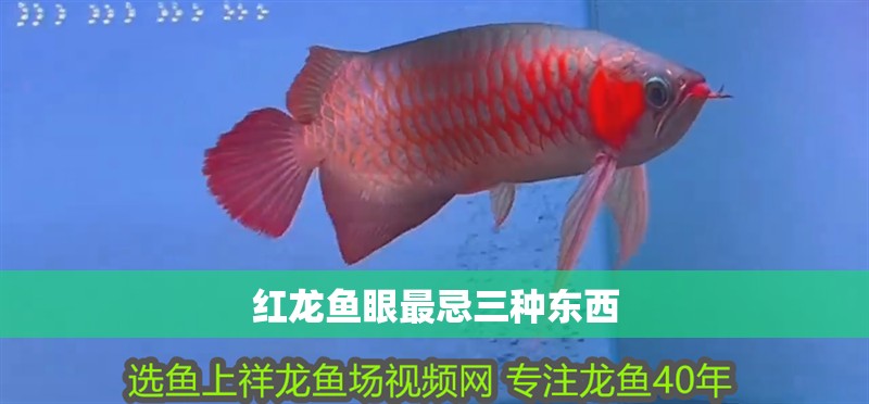 紅龍魚眼最忌三種東西