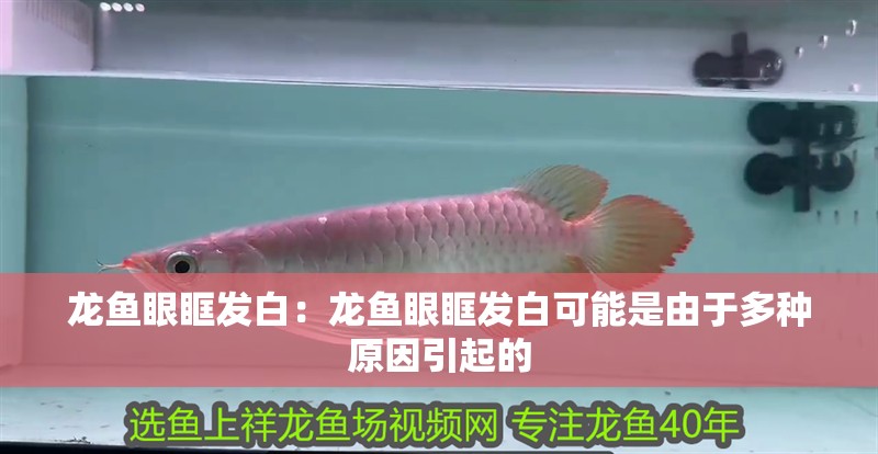 龍魚眼眶發白：龍魚眼眶發白可能是由于多種原因引起的
