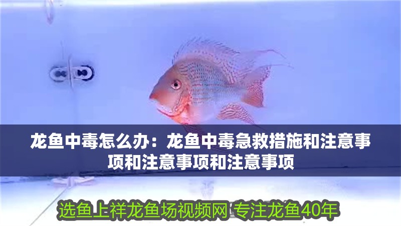 龍魚中毒怎么辦：龍魚中毒急救措施和注意事項(xiàng)和注意事項(xiàng)和注意事項(xiàng)