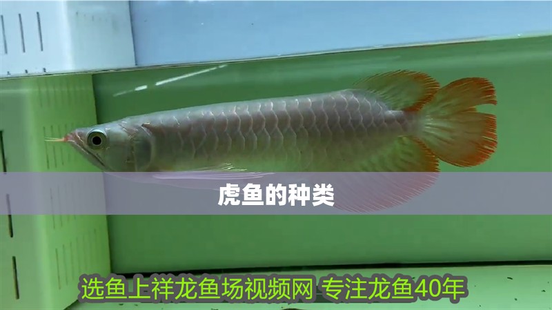 虎魚的種類