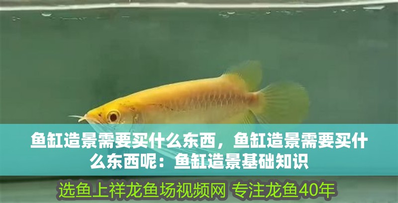 魚缸造景需要買什么東西，魚缸造景需要買什么東西呢：魚缸造景基礎知識