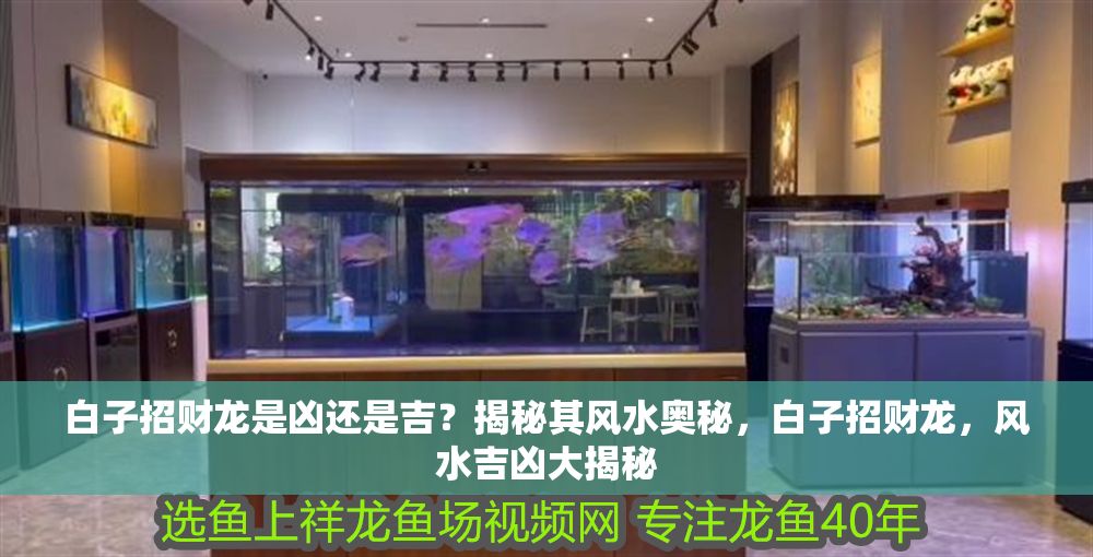白子招財龍是兇還是吉？揭秘其風水奧秘，白子招財龍，風水吉兇大揭秘