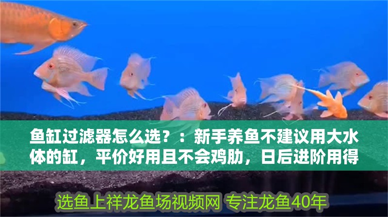 魚缸過濾器怎么選？：新手養魚不建議用大水體的缸，平價好用且不會雞肋，日后進階用得到