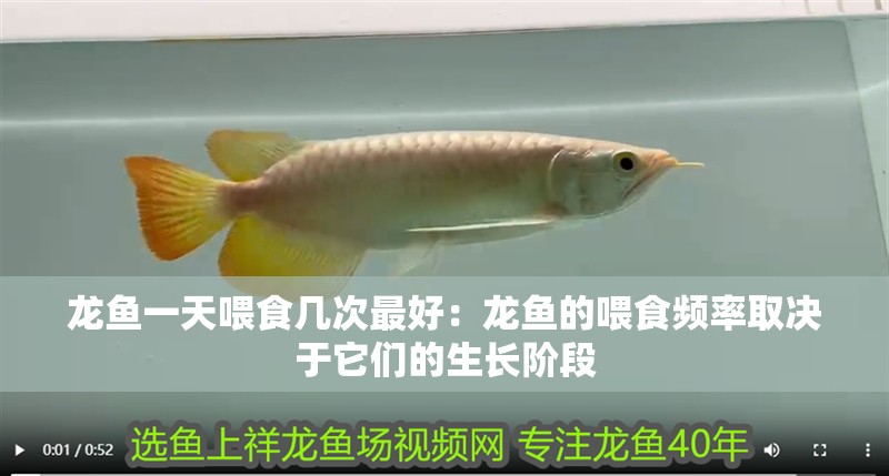 魚缸用增氧泵價格是多少:魚缸增氧機-xtrac增氧機-xtrac增氧機 龍魚一天喂食幾次最好:龍魚的喂食頻率取決于它們的生長階段 龍魚百科 龍魚一天喂食幾次最好:龍魚的喂食頻率取決于它們的生長階段 龍魚一天喂食幾次最好:龍魚的喂食頻率取決于它們的生長階段 龍魚百科