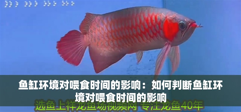魚缸環境對喂食時間的影響：如何判斷魚缸環境對喂食時間的影響