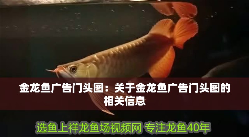 金龍魚廣告門頭圖：關(guān)于金龍魚廣告門頭圖的相關(guān)信息