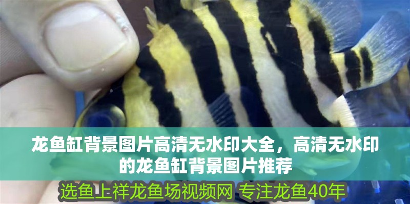 龍魚缸背景圖片高清無水印大全，高清無水印的龍魚缸背景圖片推薦